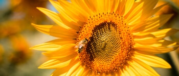 Sunflower with a bee above the why work with us tab